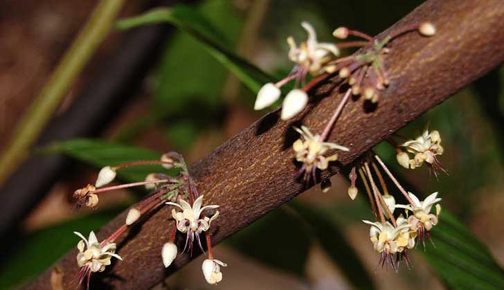 fioritura cacao