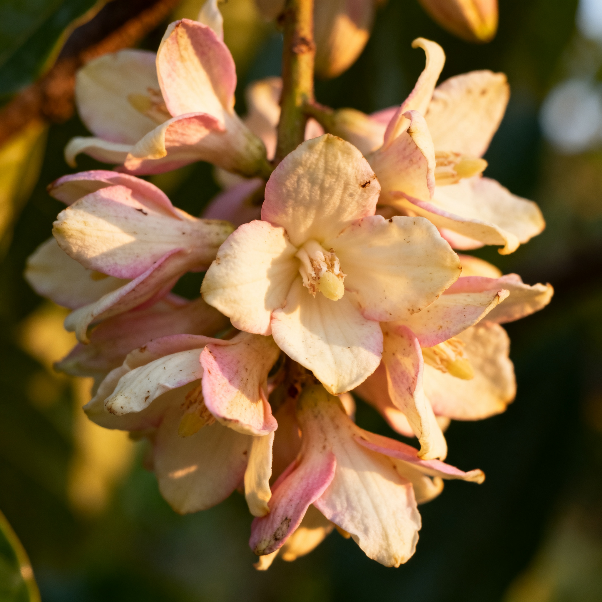 fioritura cacao